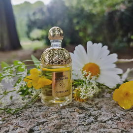 Aqua Allegoria Forte Mandarine Basilic - Guerlain