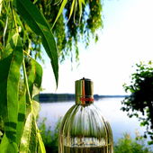 Der Morgen danach... (by MonAmour)