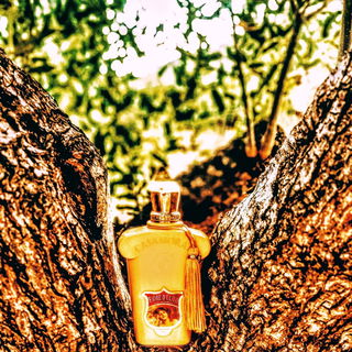 Casamorati - Fiore d'Ulivo (Eau de Parfum) von Xerjoff