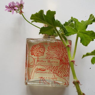 Paula's Ibiza - Loewe