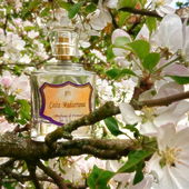 Am Mittelmeer blüht jetzt der Wildapfel (von MadameLegras)