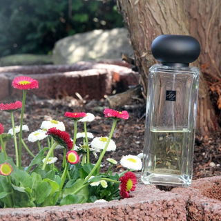 Jade Leaf Tea von Jo Malone