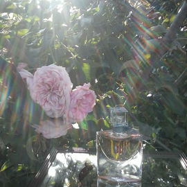 Rose Jasmina