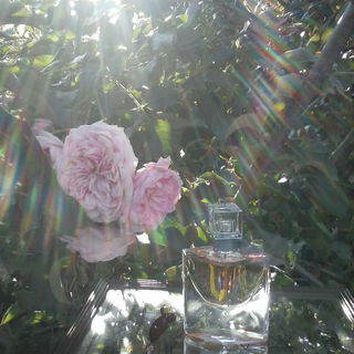 Rose Jasmina