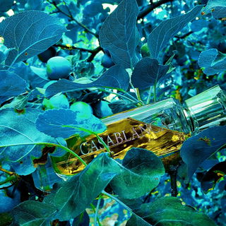 Casablanca (Eau de Parfum) - Swiss Arabian