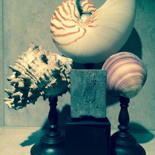 Opus 1144 - Filippo Sorcinelli