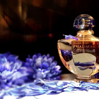 Shalimar Ode à la Vanille - Sur la route de Madagascar - Guerlain