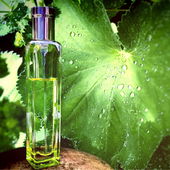 .... nach dem Regen .... (von IrisNobile)