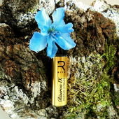 Tigerlilie (von Floyd)