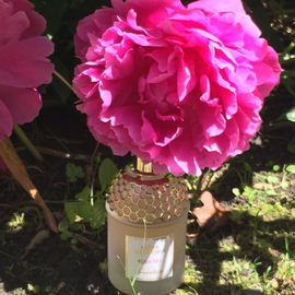 Aqua Allegoria Rosa Fizz - Guerlain