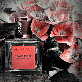 Velvet Orchid - Birkholz