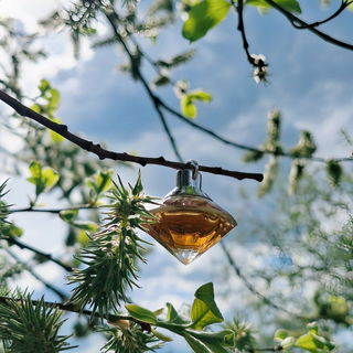 Wish (Eau de Parfum)