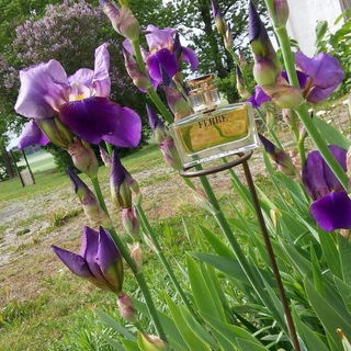 Ferré - Gianfranco Ferré