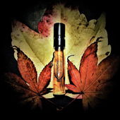 Fallen Hölzer von den Bäumen (by Floyd)