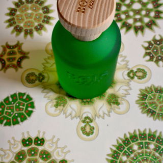 Untergrund aus Kunstformen der Natur von Ernst Haeckel