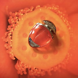 Omnia Coral (Eau de Toilette) - Bvlgari