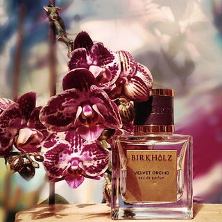 Velvet Orchid - Birkholz