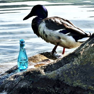 Cool Water Woman - Davidoff