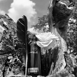 Aoud Lime by Montale