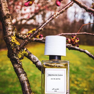 Migration de L'Arbre - Senyokô