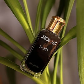 Ligno - Jeroboam