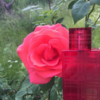 Brit Red - Burberry
