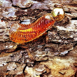 Also, das ist der Holzwurm. Die kleine Raupe kommt erst noch.