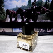 Das im Hintergrund sichtbare Video ist der Werbefilm für Viaje a Ceylan. Zu finden unter http://www.viajeaceylan.com/ (von Florblanca)