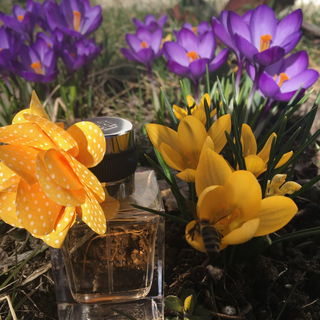Hilfiger Woman Flower Marigold von Tommy Hilfiger