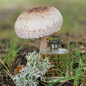 Ich danke euch allen wirklich herzlich für das überwältigend positive Feedback und die zahlreichen Kommentare!😊 (by Humphrey)