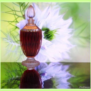 Nirmala (Eau de Toilette) - Molinard