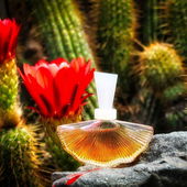 Vendetta im Kakteengarten von Schloss Trauttmansdorff. Vielen lieben Dank für die lieben Kommentare und Besuch:). (von Zora)