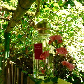 Rose Amazone - Hermès