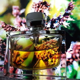 Encre Noire (Eau de Toilette) - Lalique