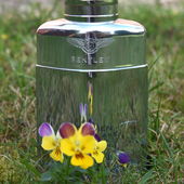 Die letzten Hornveilchen dieses Sommers, brauchten eine Bühne 😁 (by NorthLight)