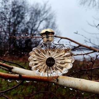 Soleil Lalique (Eau de Parfum) by Lalique