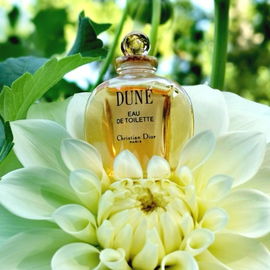 💛 Der kleine Dune hat sich in die schöne Dahlie verliebt. 😉💛