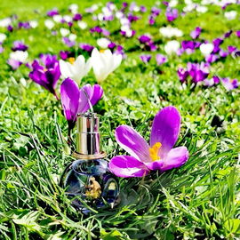 Badischer Frühling (2) Der kleine Lanvin auf der Krokuswiese...💜🤍