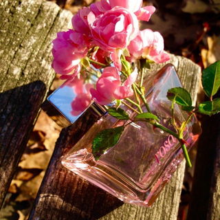 Rosa - Tous