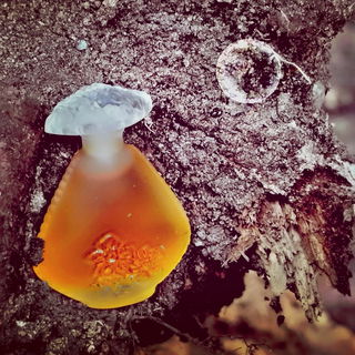 Der Keiler hat die Beute.