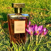 Krokuszeit ist Safranzeit 😉 (von GreenIvy)