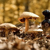 Leider wollte der Duft ein neues Zuhause finden und wurde nun von einem netten Pilzsammler aufgenommen. DANKE EUCH ALLEN und immer schön aufpassen, was im Körbchen landet... ;-) (von BBMie)