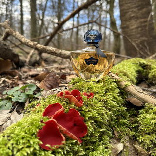 Shalimar Millésime Iris von Guerlain