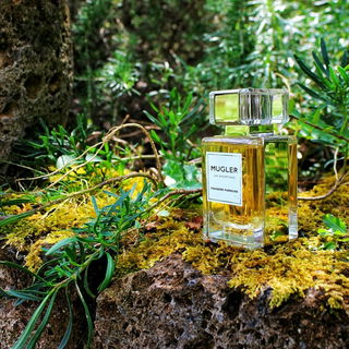 Fougère Furieuse - Mugler