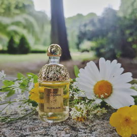 Aqua Allegoria Forte Mandarine Basilic - Guerlain