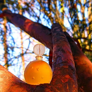 Die Sonne blinzelt durch die kahlen Bäume ☀️  🧡 Danke für Eure schönen Kommentare 🧡