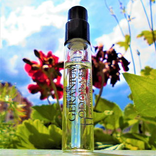 Der Rest meiner Geranie