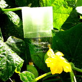 Die letzte Gurken-Ernte ;-) (von Timmama)