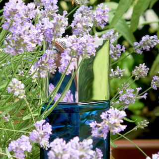 And so you wanted a flower / Well this is how I do flowers / You wanted a flower / But that's not what I do (frei nach LCD Soundsystem)