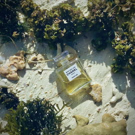 Herzliche Grüsse von den Seychellen 🇸🇨 🐠🦀🏝